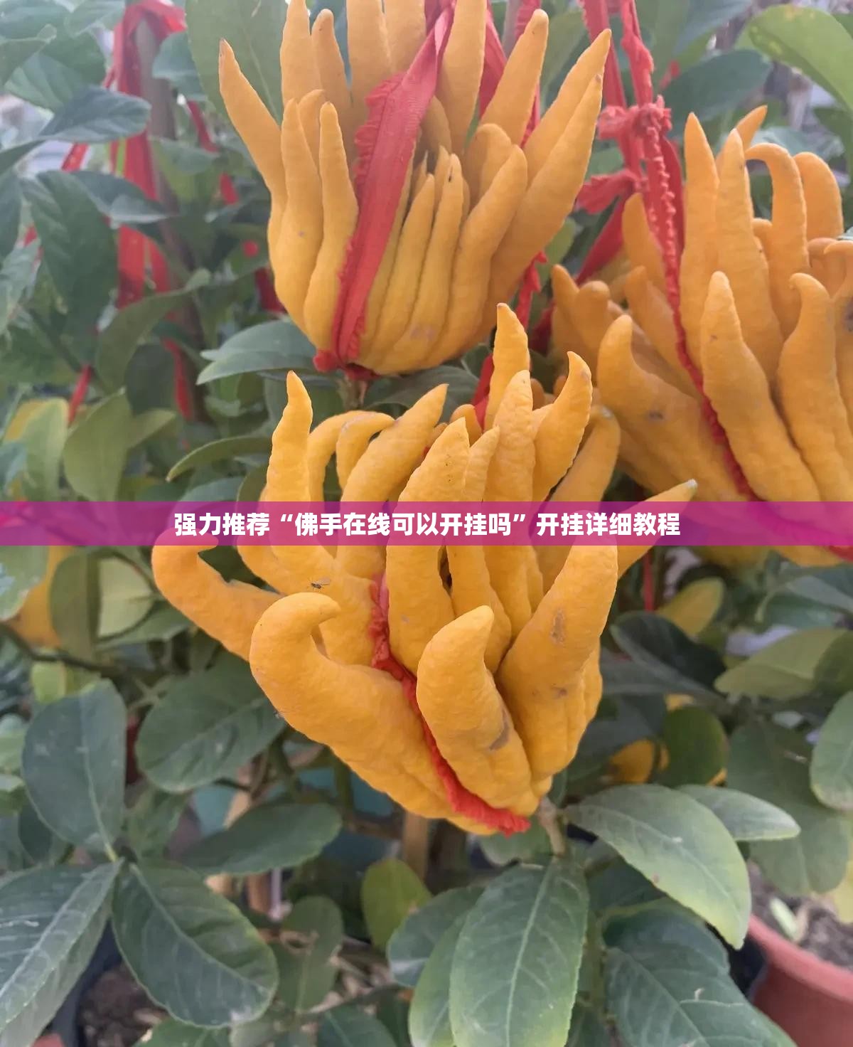 强力推荐“佛手在线可以开挂吗”开挂详细教程