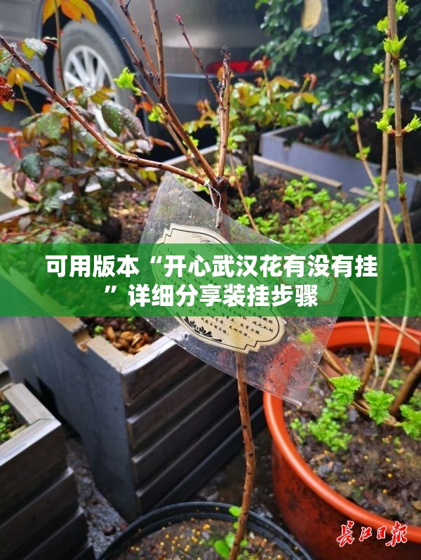 可用版本“开心武汉花有没有挂”详细分享装挂步骤