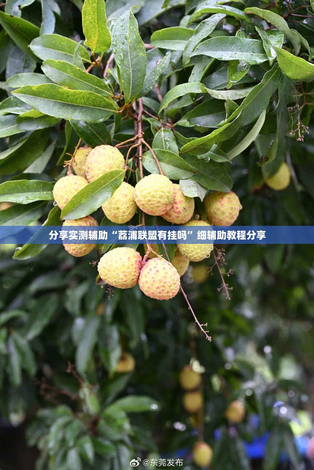 分享实测辅助“荔浦联盟有挂吗”细辅助教程分享